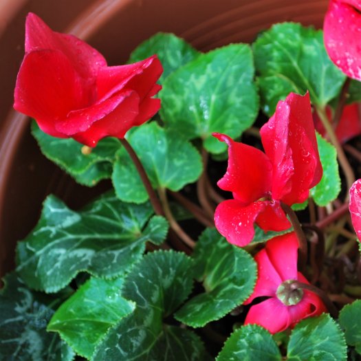 Cyclamen persicum